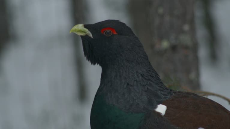 Ukkometso talvisessa maisemassa.