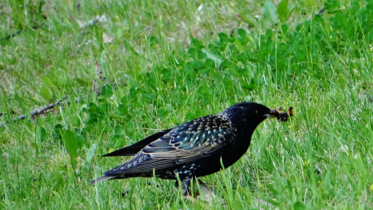 kottarainen nurmella