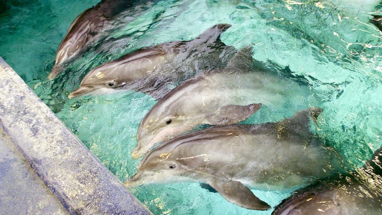 Delfiinejä Särkänniemen delfinaariossa Tampereella. Kuva on otettu vuonna 2010.