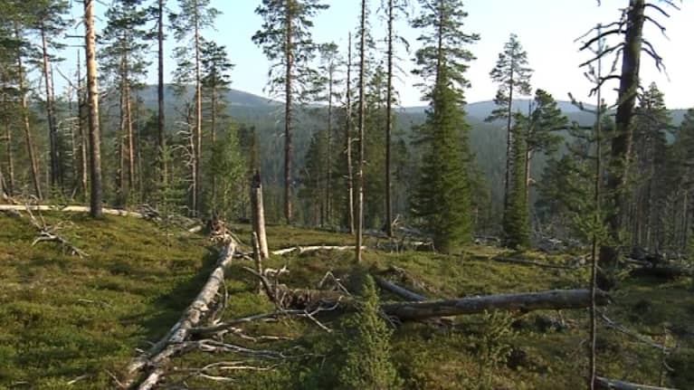 Vongoiva tunturi ja vanhaa metsää Urho Kekkosen kansallispuistossa 6.8.2014