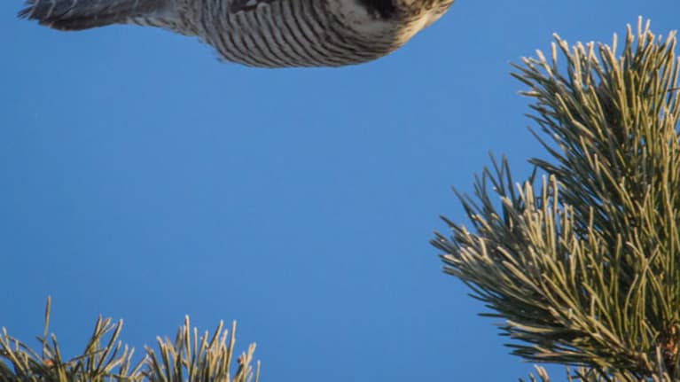 Hiiripöllö Jani Ylikankaan kuvaamana.
