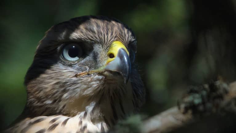 Kanahaukka Jani Ylikankaan kuvaamana.