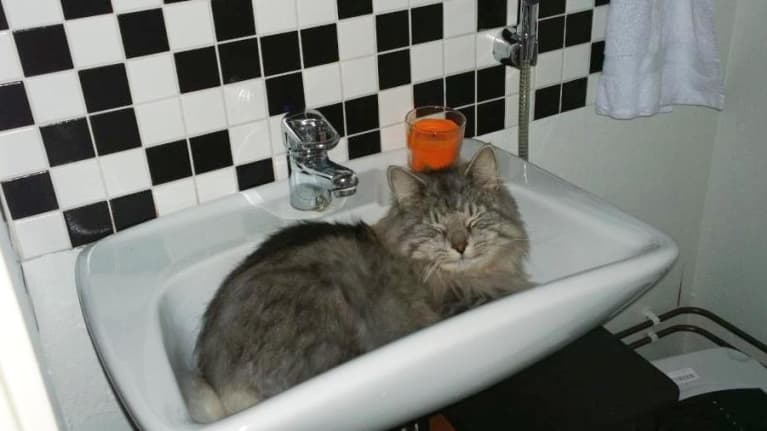 Micu-kissa nukkuu kissakahvilan vessan lavuaarissa.