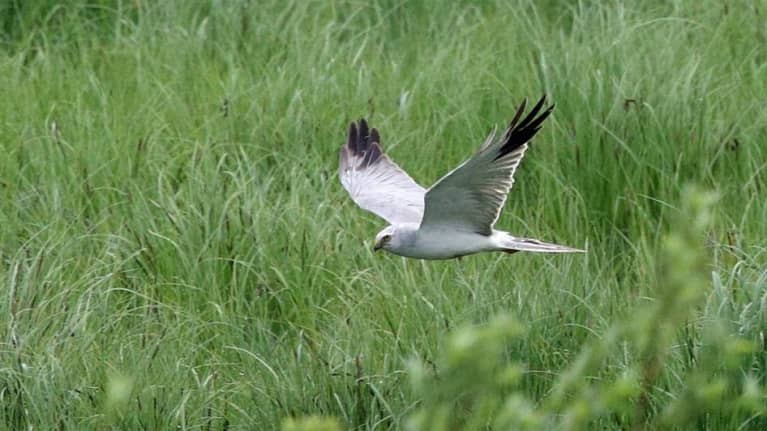 Arosuohaukka on harvinainen laji, jonka ainoa varmasti tunnettu pesimäpaikka on Siikajoella.