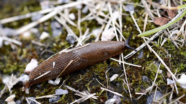 tappajaetanoita-ker-t-n-korkeasaaren-el-inten-ruuaksi-yle