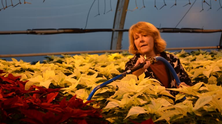 Puutarhatyöntekijä Heli Kuula kastelee joulutähtiä EJ-tarhoilla.