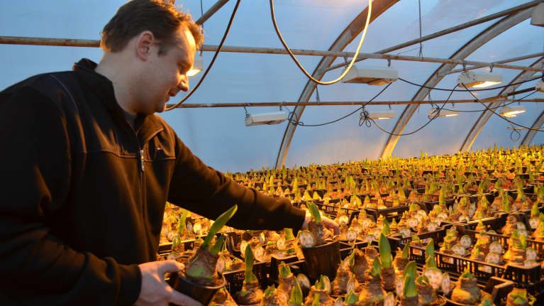 Yrittäjä, ekonomi Esa Järvelä ja joulun amaryllikset itsenäisyyspäivän jälkeen. Vielä ehtii kasvaa jouluksi.