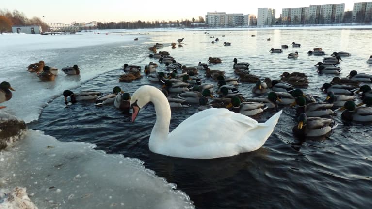 Kyhmyjoutsen talvisella uimarannalla