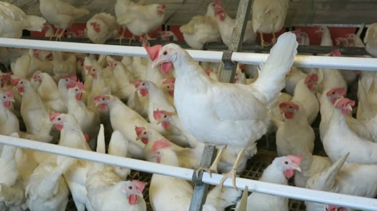 Kana orrella kanalassa