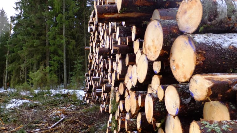 Kuusitukkeja pinossa.