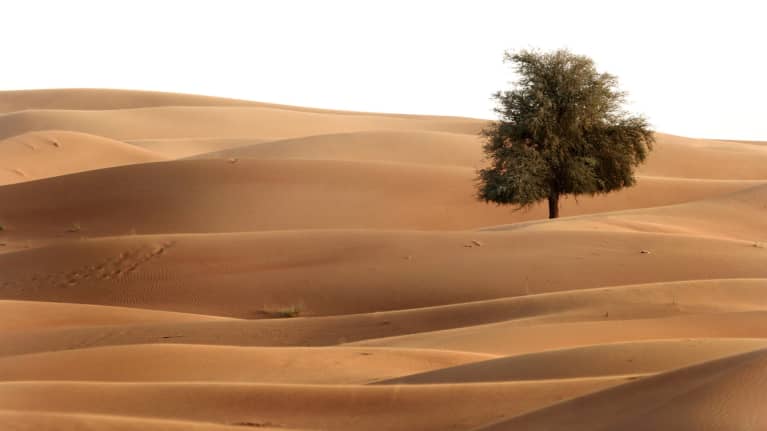Yksinäinen puu kuvattuna hiekkadyyneillä. 
