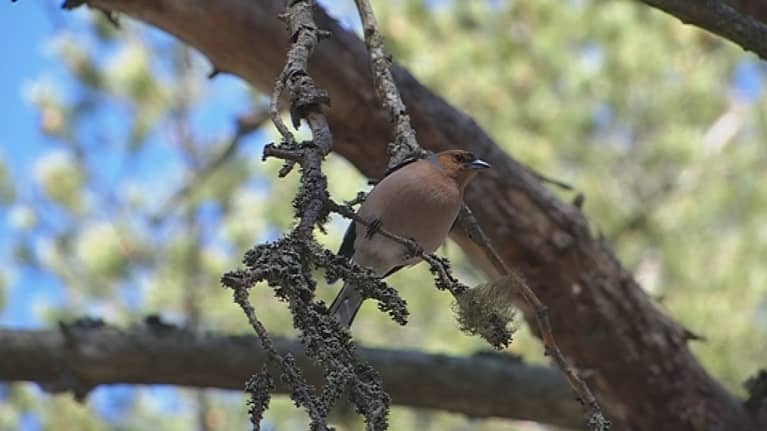 Peippo laulelee jo Napapiirillä talvisista olosuhteista huolimatta. 