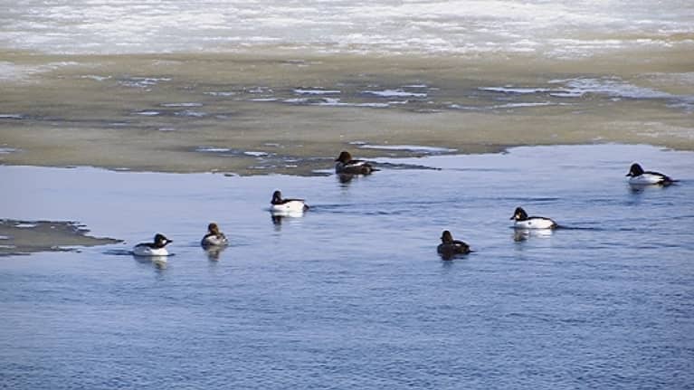 Vesislinnut viihtyvät Kemijoen sulassa Jätkänkynttilän sillan kupeessa.