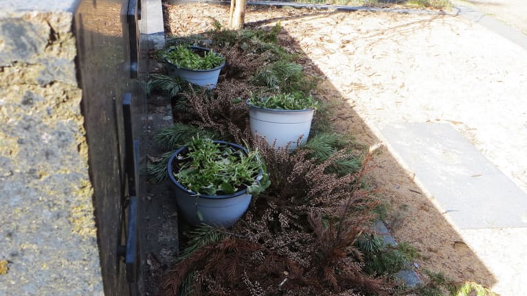 Syötyjen kukkien jäänteitä ruukuissa hautakiven vierellä.