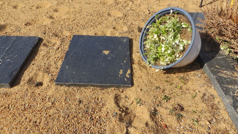 Kaatunut kukkaruukka josta kukat on syöty.