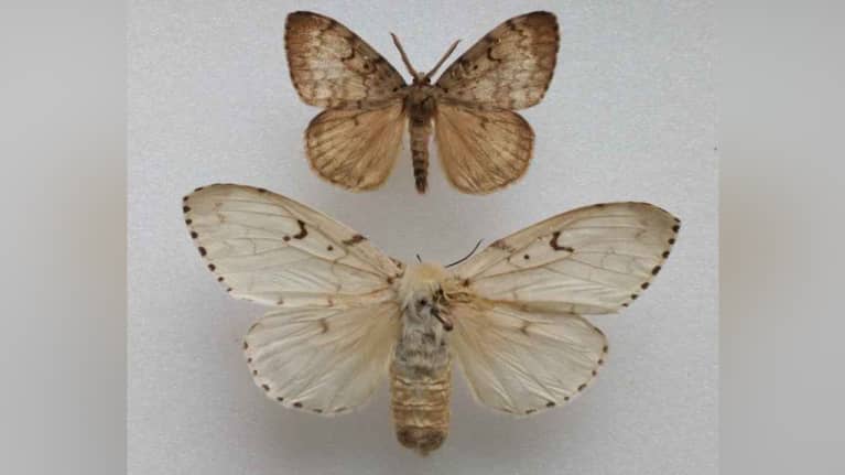 Lehtinunna (Lymantria dispar).