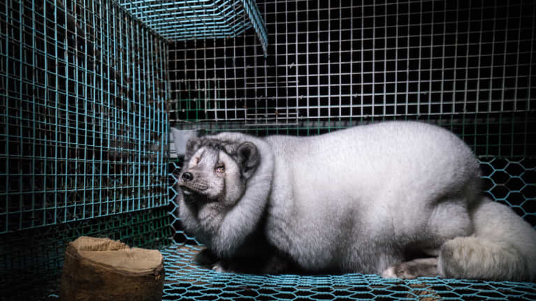 Farmed Arctic fox at unspecified Ostrobothnian fur farm, photographed by animal rights group Oikeutta eläimille in spring 2017.