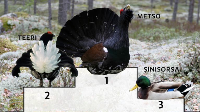 Lintujen Suomenmestaruskisojen kolmen kärki biomassalla mitattuna