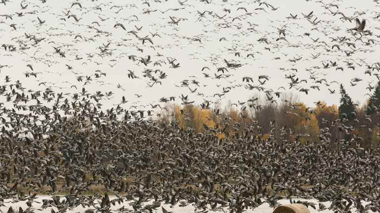 Suuri lauma valkoposkihanhia.