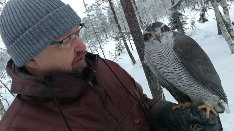 Metsästyshaukka Lotta ja omistajansa Markku Kallinen.