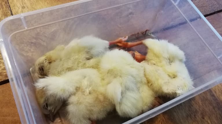 Kuolleet kukonpojat.