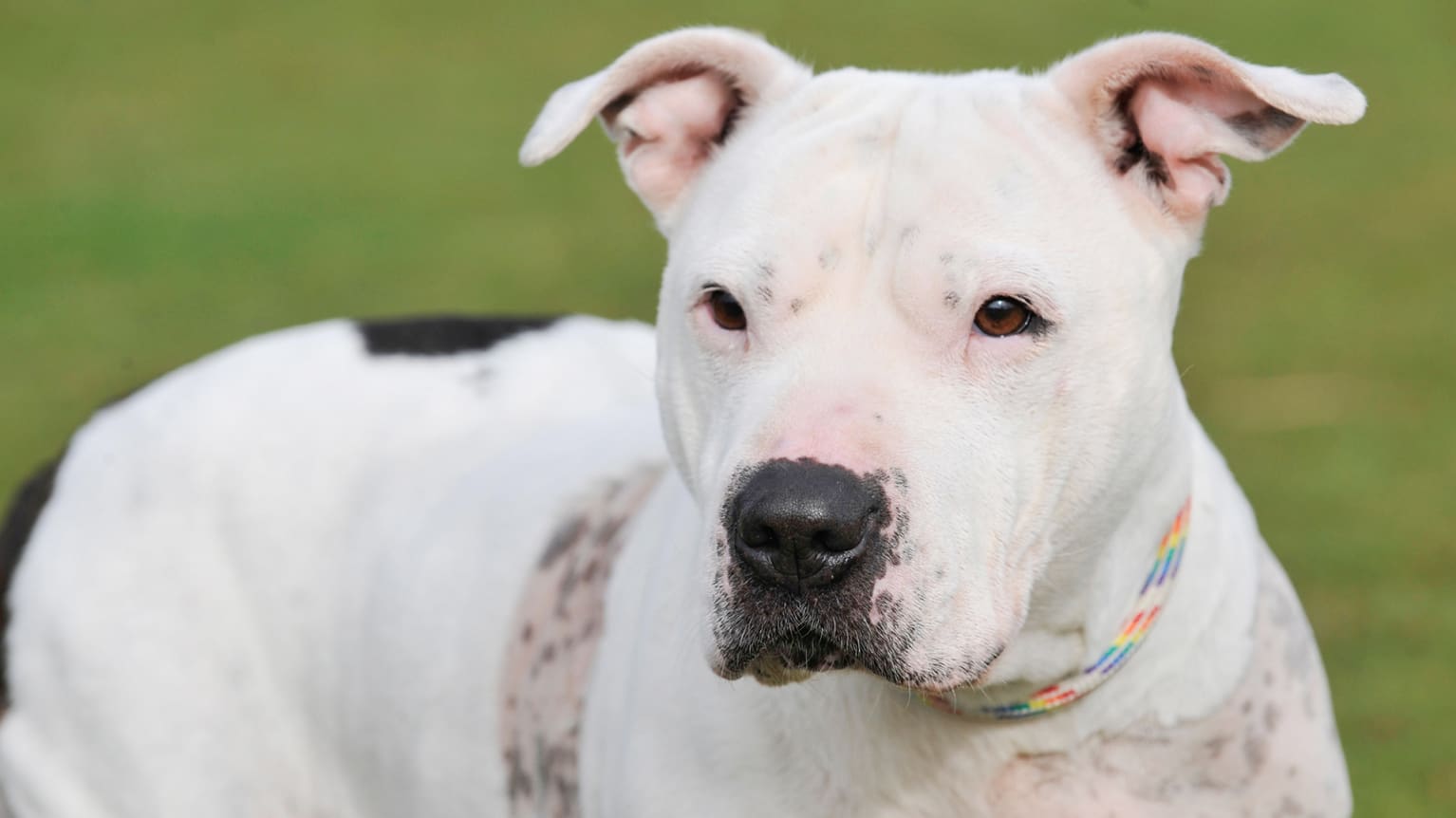 Public outrage after pitbull kills small dog in Helsinki Yle