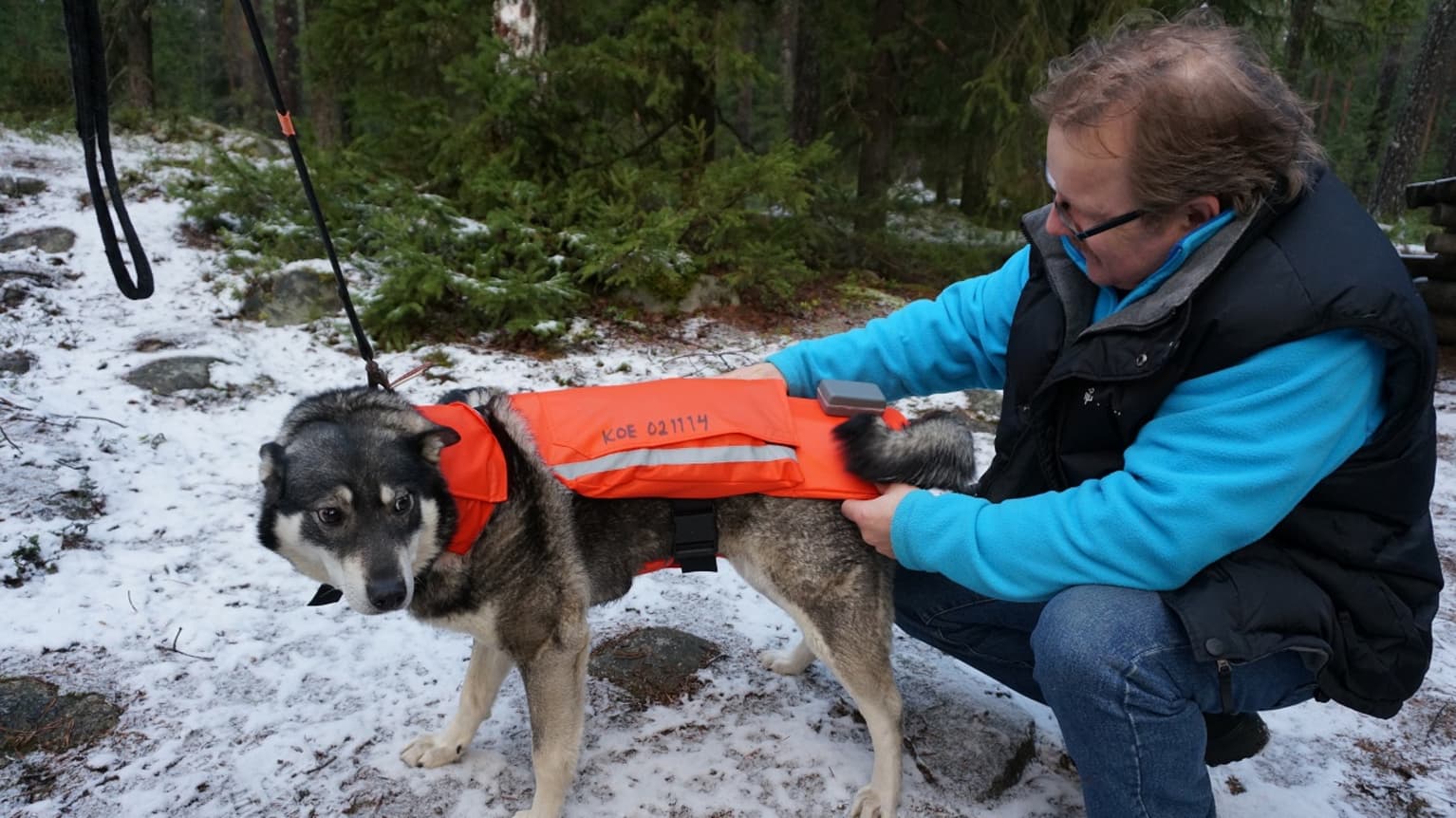Wolf cheap guard dog