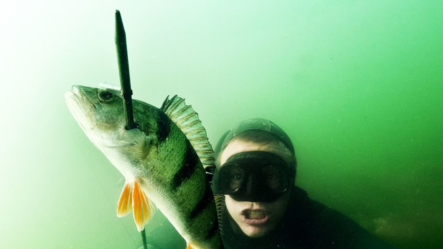 Ice fishing - Perch. Underwater camera 