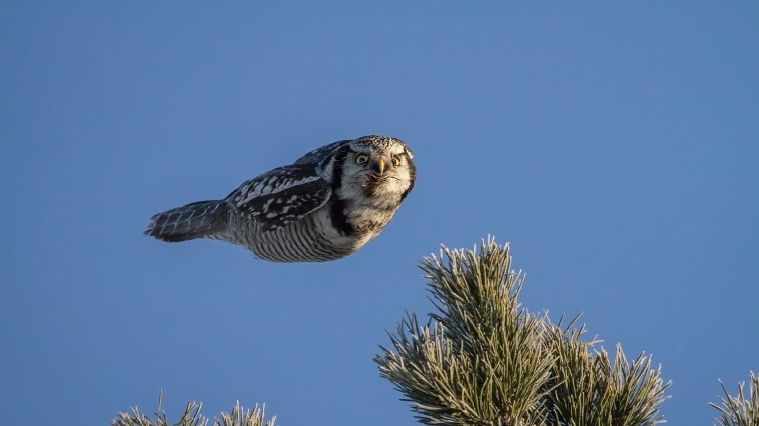 Star bright clearance owl little len