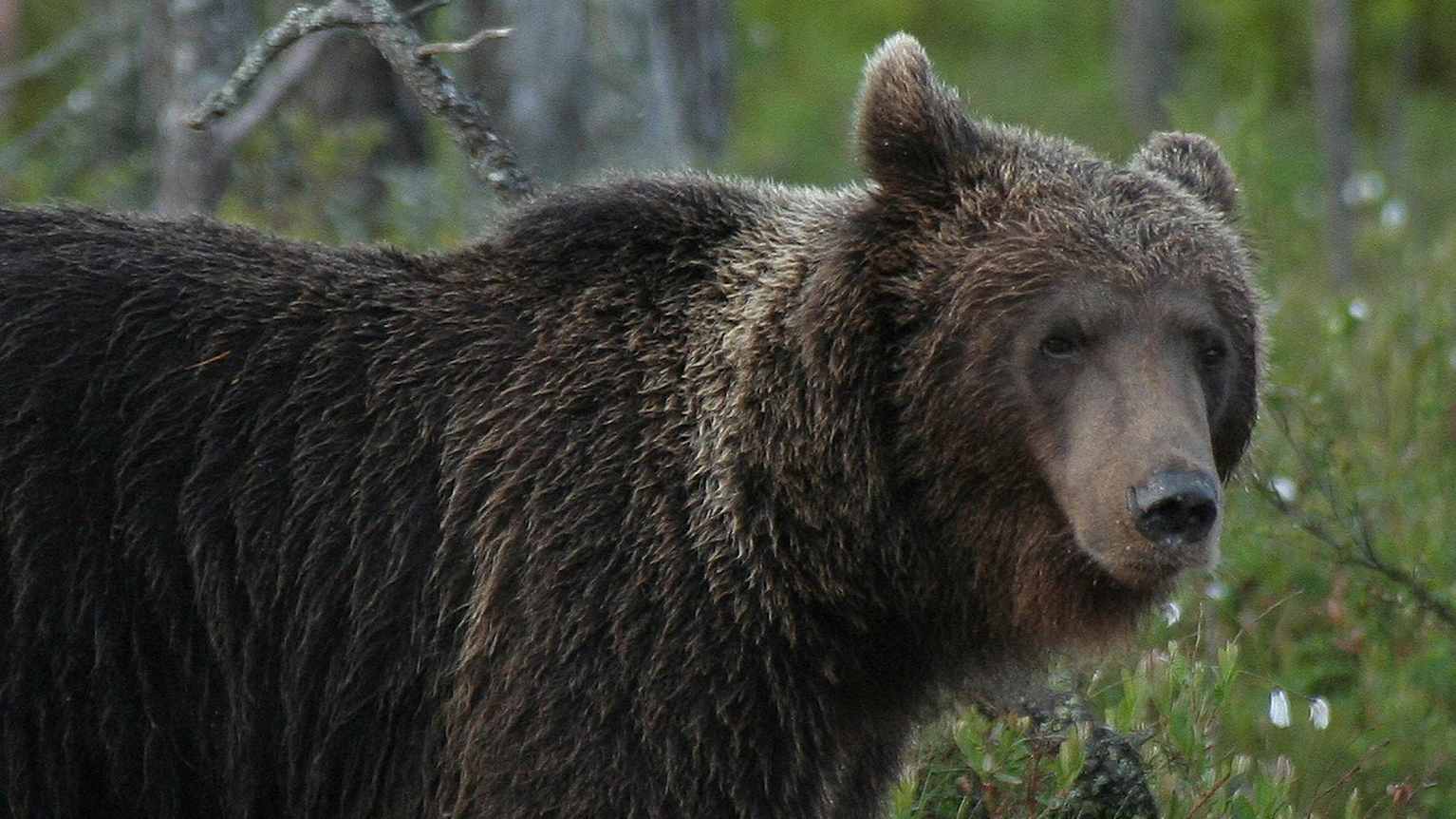 Медведь разломал собачью будку в Суомуссалми, чтобы наесться корма – собака  сумела спастись от хищника | Yle Novosti | Yle