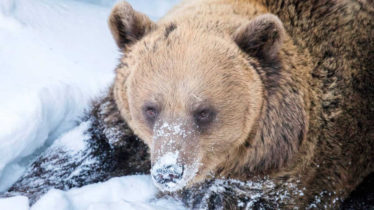 Ranuan eläinpuiston karhut heräävät – pesäluukut avataan klo 12