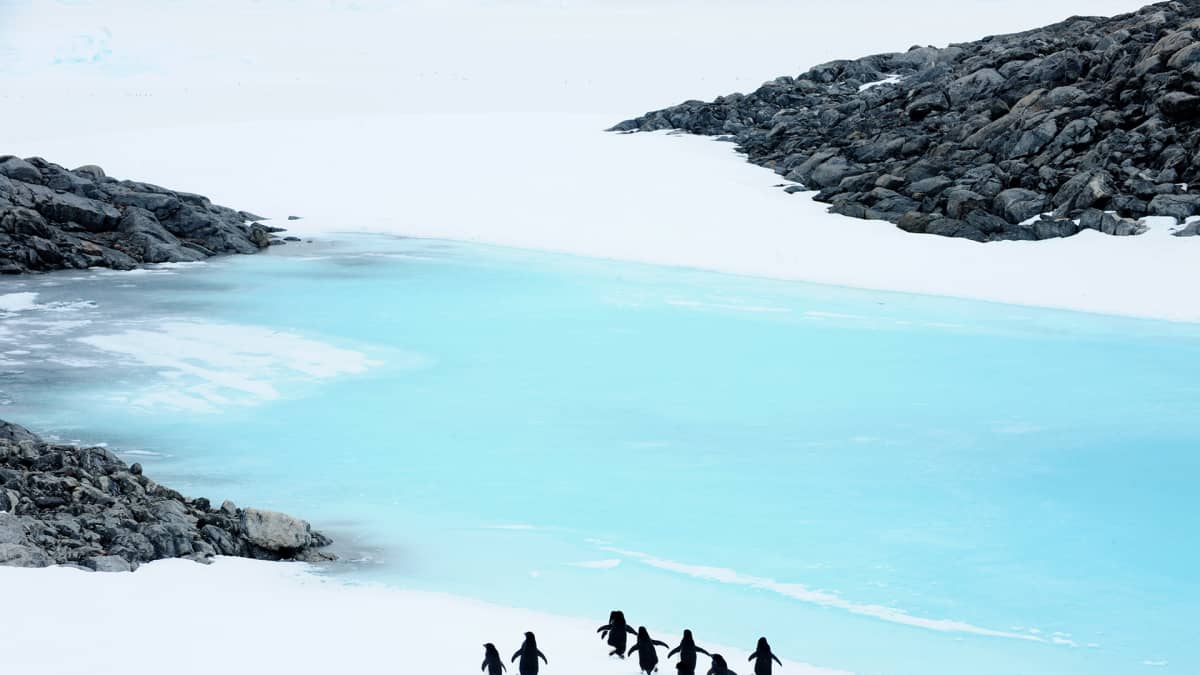 Pingviinejä Etelämantereella.