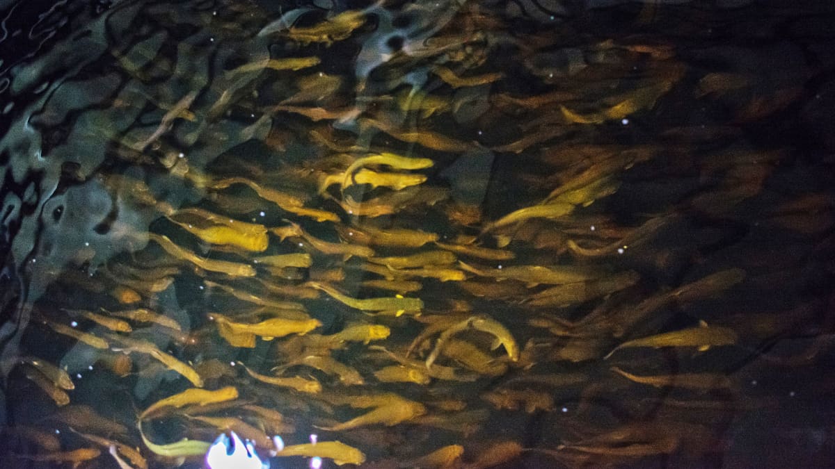 Kirjolohen poikasia Finnforell Oy:n kalanviljelylaitoksella Varkaudessa. Yhdessä kasvatusaltaassa on kymmeniätuhansia kirjolohia.