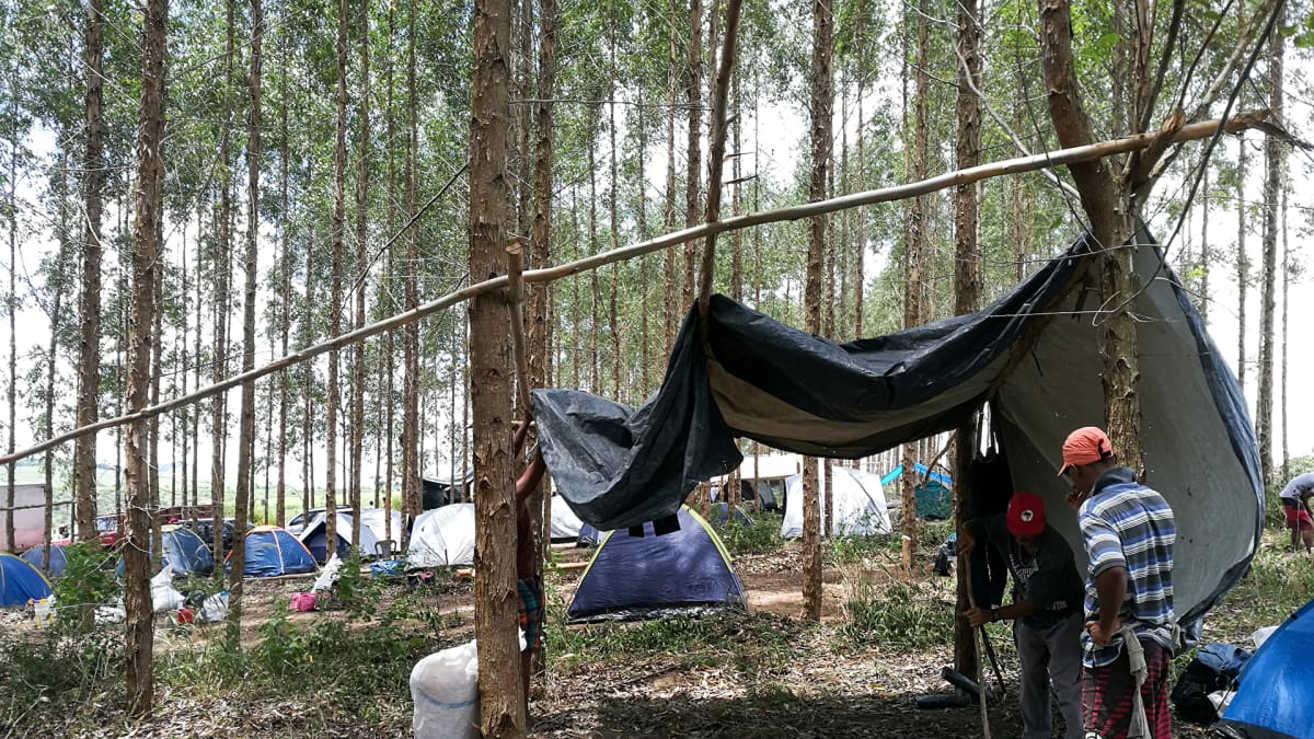 telttaleiri metsässä