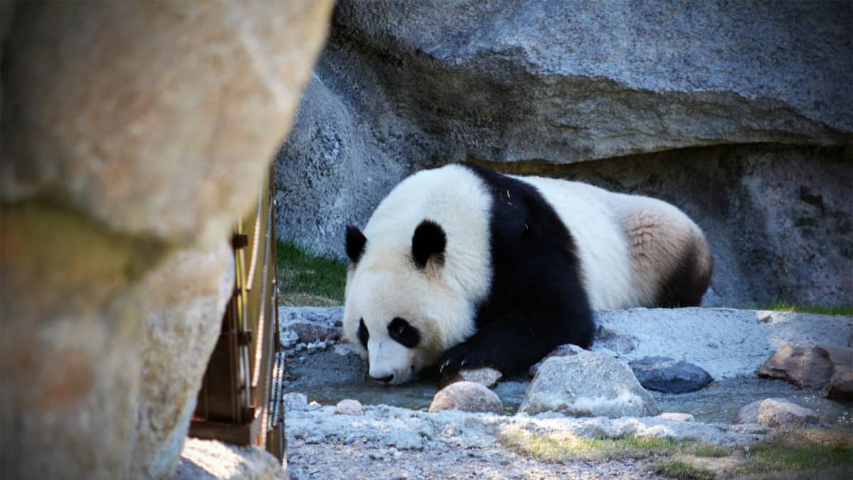Lumi-panda alkamassa päiväunille Ähtärin eläinpuistossa.