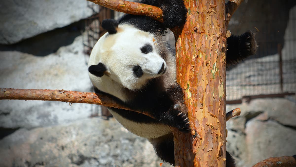 Pyry-panda Ähtärin eläinpuistossa.
