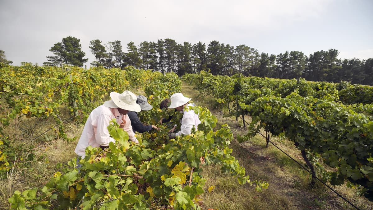 Sesonkityöntekijät keräävät viinirypäleitä Australian Canberrassa.