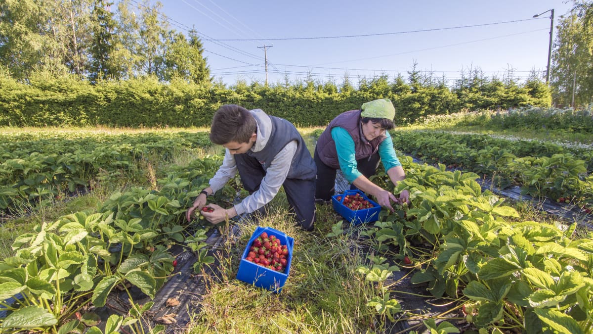 Sortavalalaiset Artem ja Irina Klemzikova poimivat mansikoita Venälän tilalla Kuopiossa