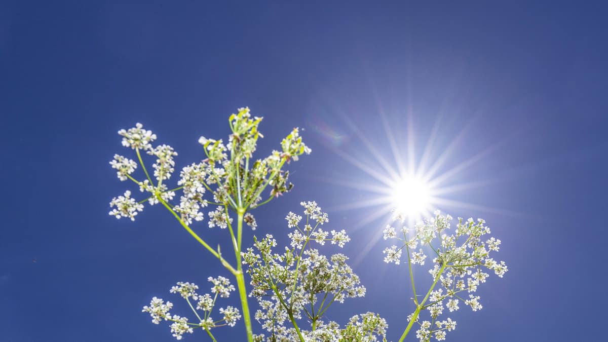 Aurinko porottaa kirkkaalta taivaalta