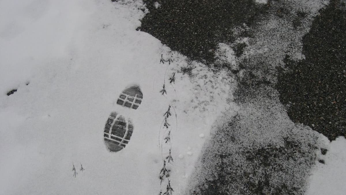 Ihmisen kengämjälki ja linnun jalanjälkiä katukäytävällä ohuessa lumikerroksessa.