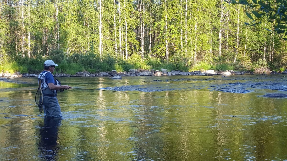 Perhokalastusta Kuusamon Irninjoella.