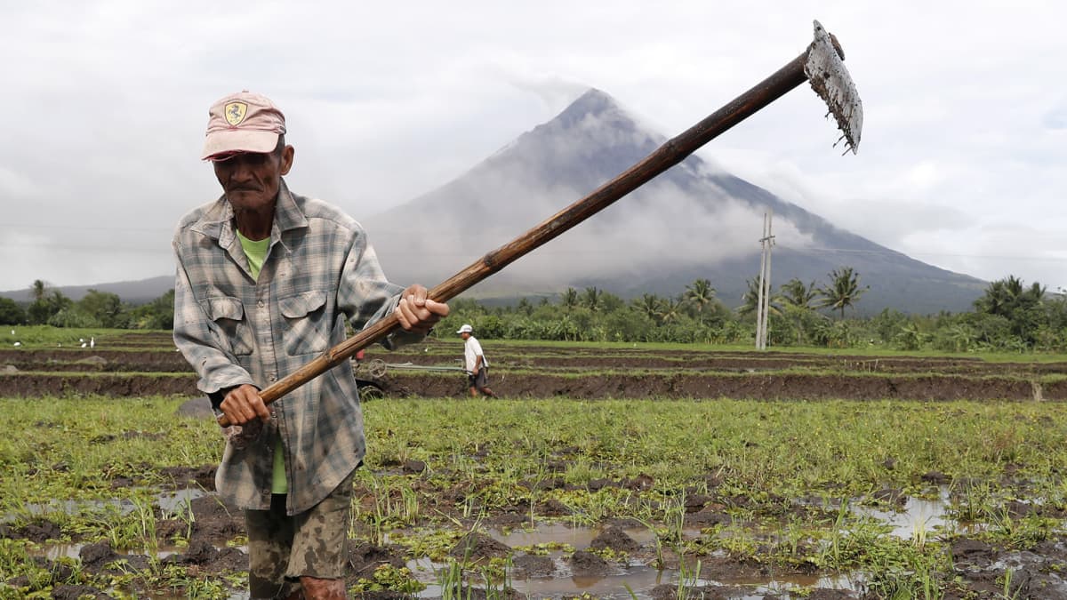Filippiiniläisviljelijä kyntää riisipeltoaan Mayon-tulivuoren juurella.