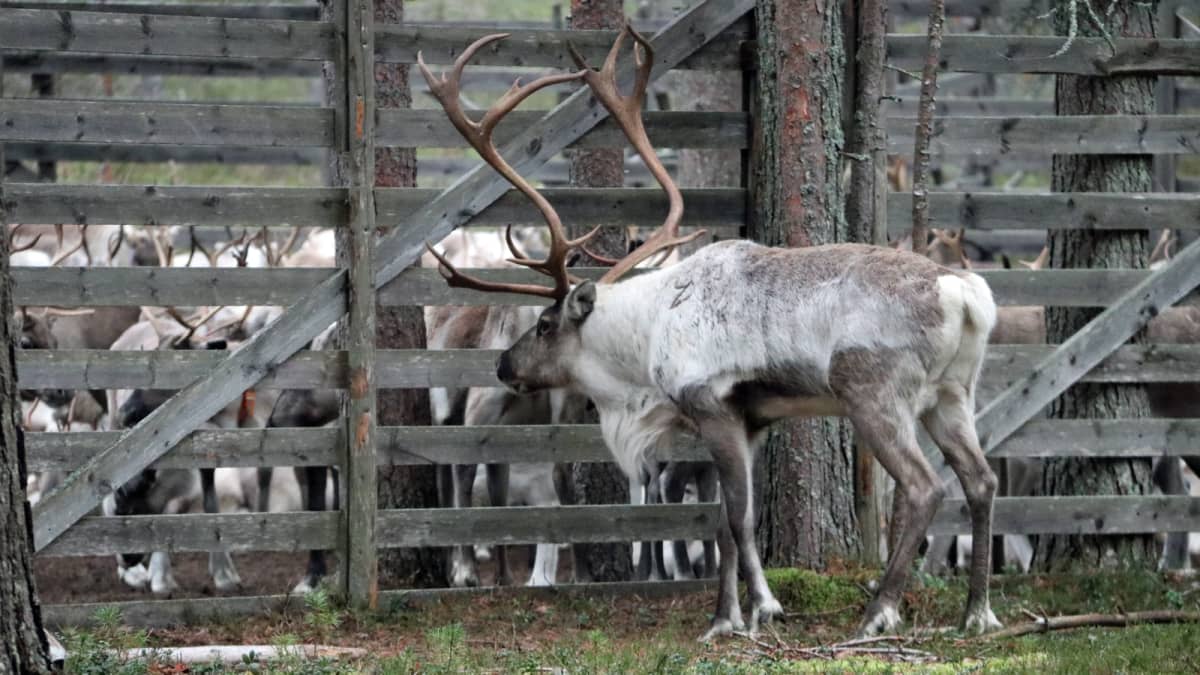 Hirvasporo seuraa poroaitaan ajettujen vaatimien ja vasojen liikkeitä.