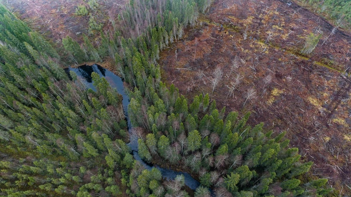 Avohakkuu yksityismetsässä Rovaniemellä lokakuussa 2018. Puron rannat on säästetty hakkuulta  metsälain mukaisesti erityisen arvokkaana elinympäristönä.
