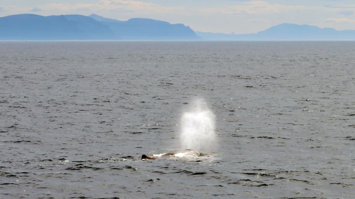 Valaat käyvät pinnalla hengittämässä, jolloin niiden puhaltama vesisuihku voi näkyä kauas