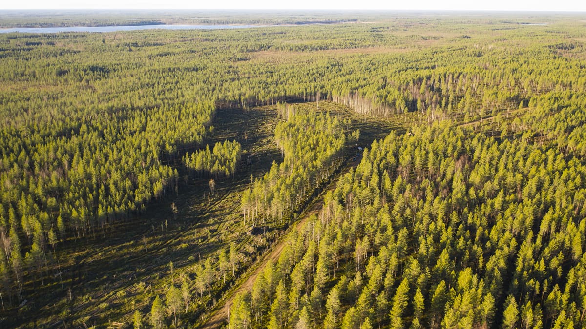 Metsää ilmakuvassa