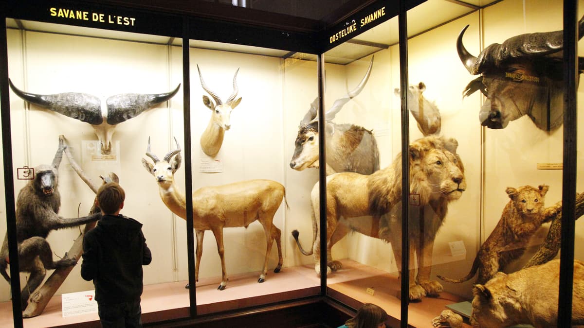 Lapset tutkivat eläinkokoelmaa Brysselin Afrikka-museossa.