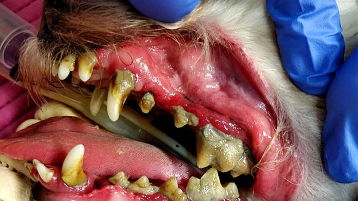 Hammaskiveä ja tulehdus koiran suussa