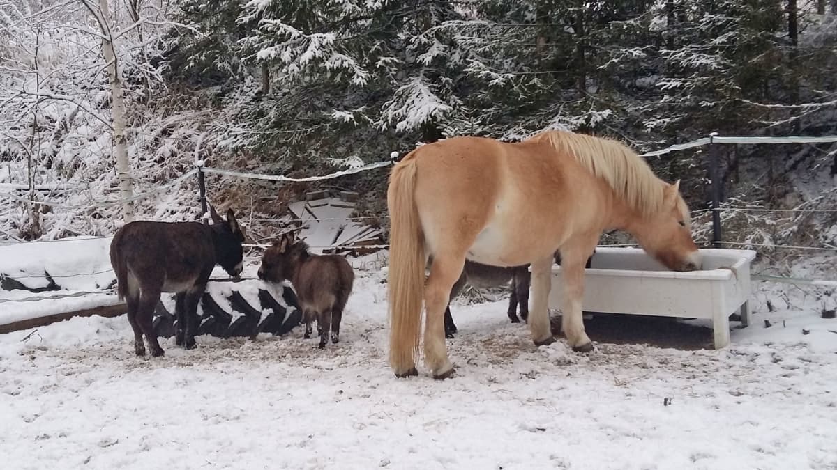 Omie-aasi, välimeren miniaasi Rölli se vuononhevonen Kirppu aitauksessa syömässä Lopen Tevännöllä.