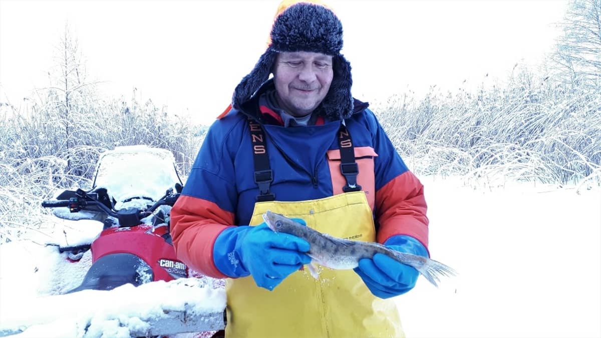 Jukka Toivonen, kuha, kalastus